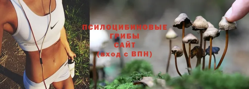 Псилоцибиновые грибы Psilocybine cubensis  Поронайск 